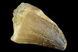 Mosasaur (Prognathodon) Tooth - Morocco #118923-1